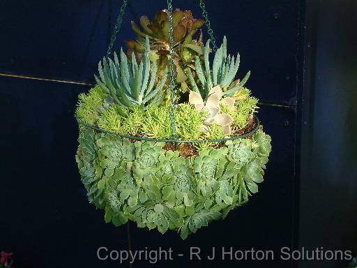 Hanging basket succulents 